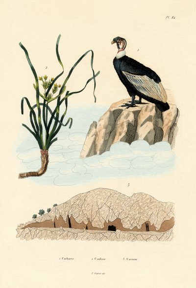 Vulture by French School